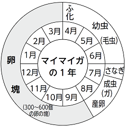 宮田村公式サイト マイマイガの生態と防除について